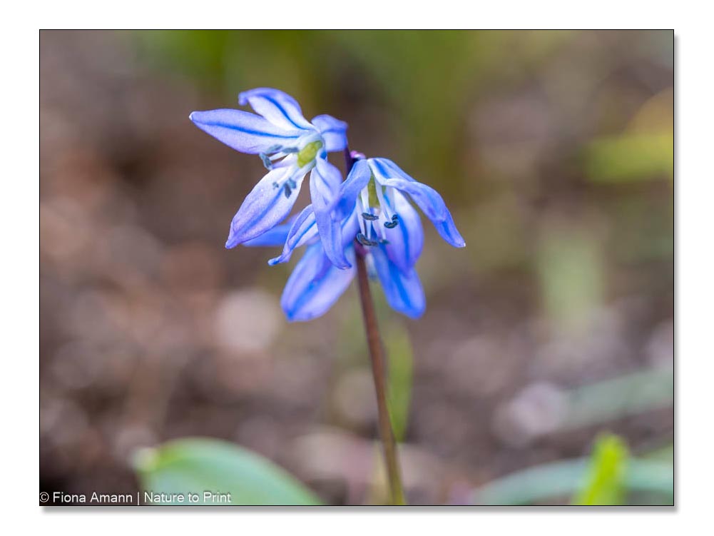 Blausternchen, Scilla sibirica, blaue Frühlingsblumen zum Verwildern