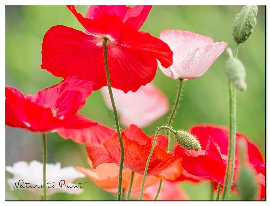 Seidenmohn Falling in Love. Blumenbild auf Leinwand oder Kunstdruck.