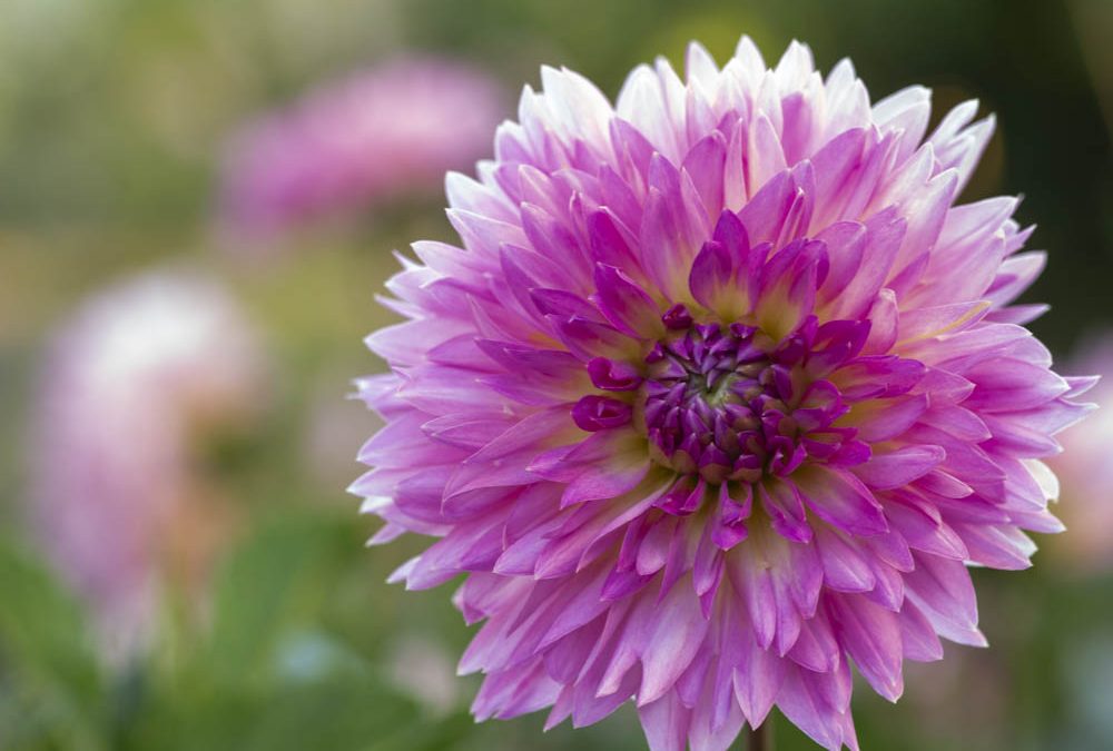 Dahlien-Knollen vorziehen. 10 Schritte zur schnelleren Blüte