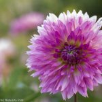 Dahlien-Knollen vorziehen. Prächtige Schmuckdahlie