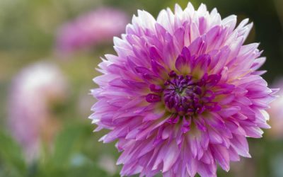 Dahlien-Knollen vorziehen. 10 Schritte zur schnelleren Blüte