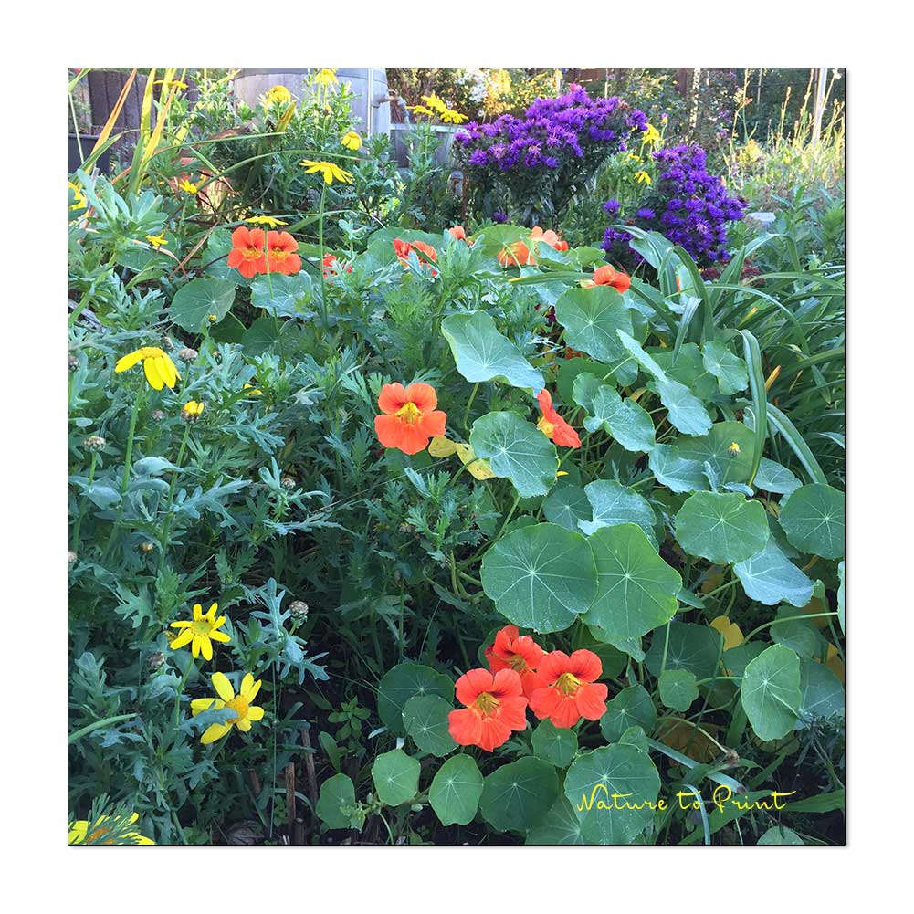 Kapuzinerkresse und Saatwucherblumen blühen im November