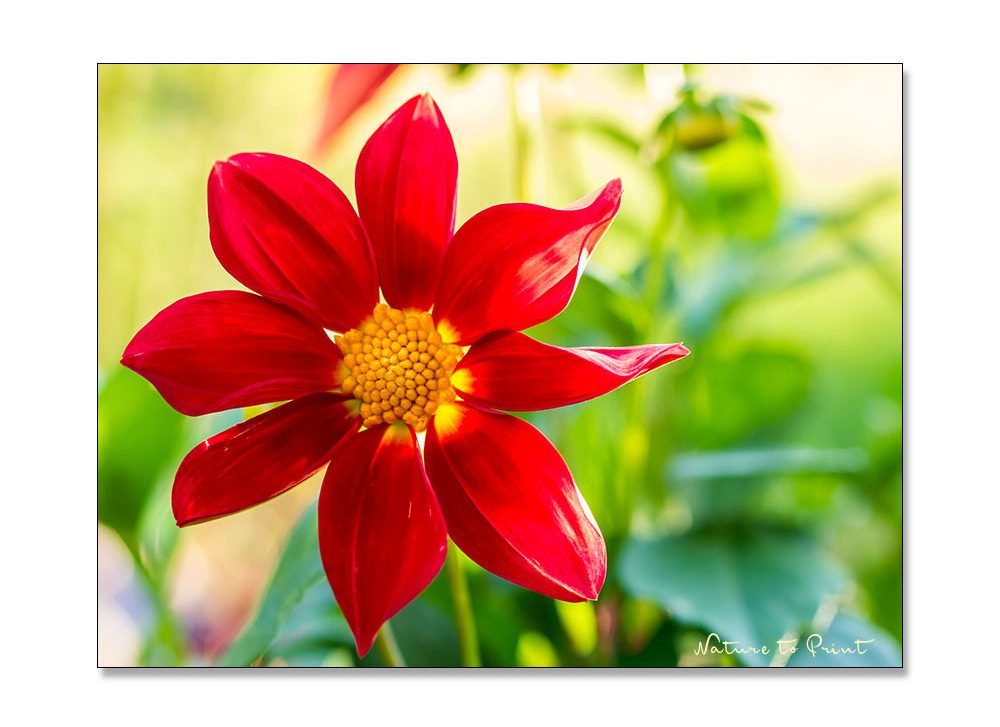 Rote Zwergdahlie leuchtet in der Sonne. Blumenbild auf Leinwand, Kunstdruck, Acrylglas oder Alu